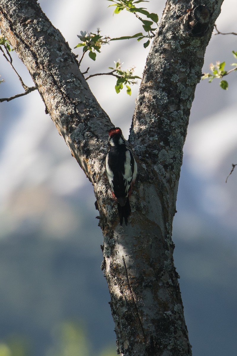 White-winged Woodpecker - James Kennerley