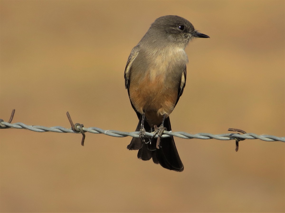 Mosquero Llanero - ML120742491