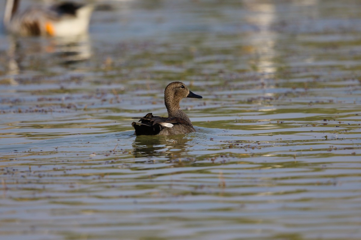 Gadwall - ML120742831