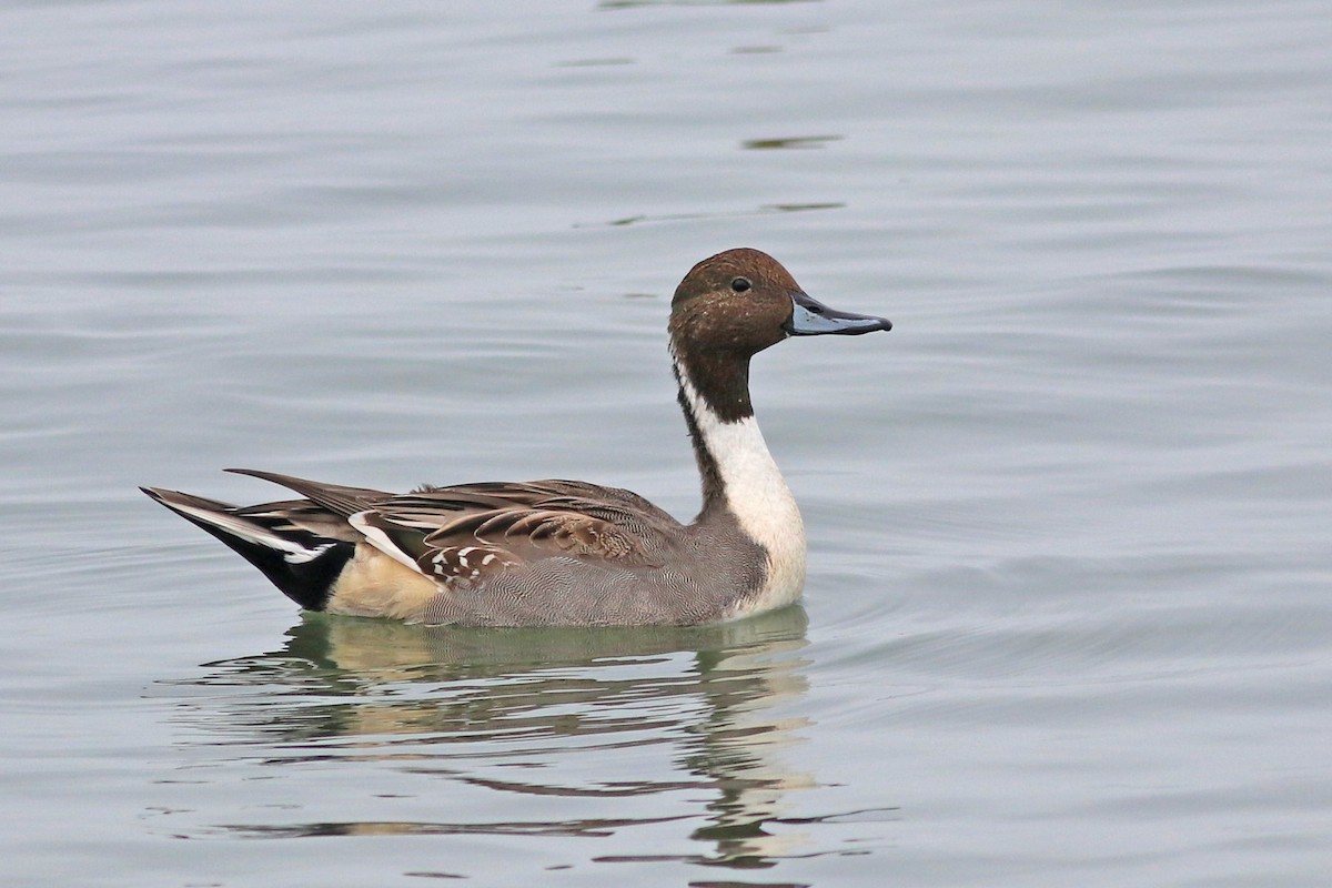 Northern Pintail - ML120743791