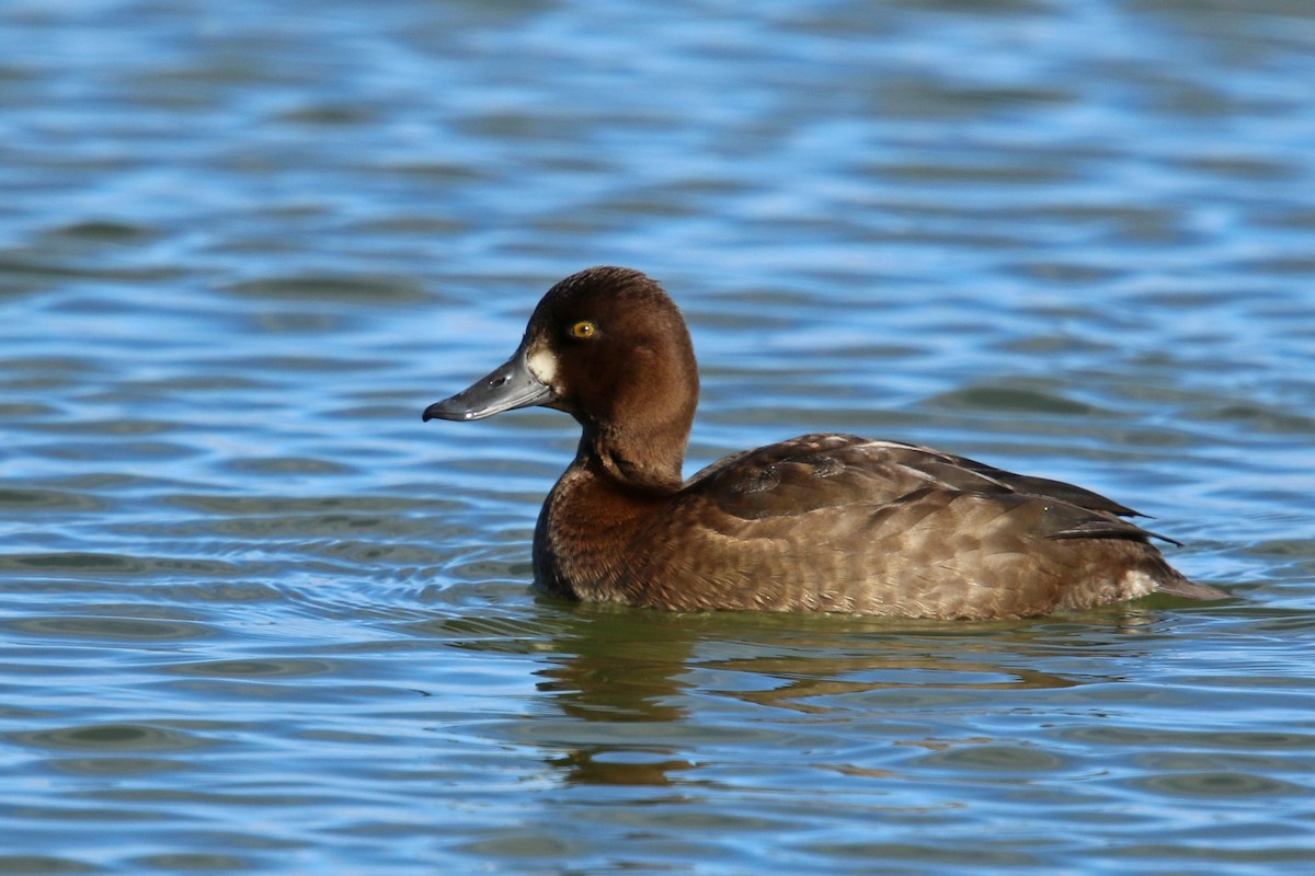 Lesser Scaup - ML120743971