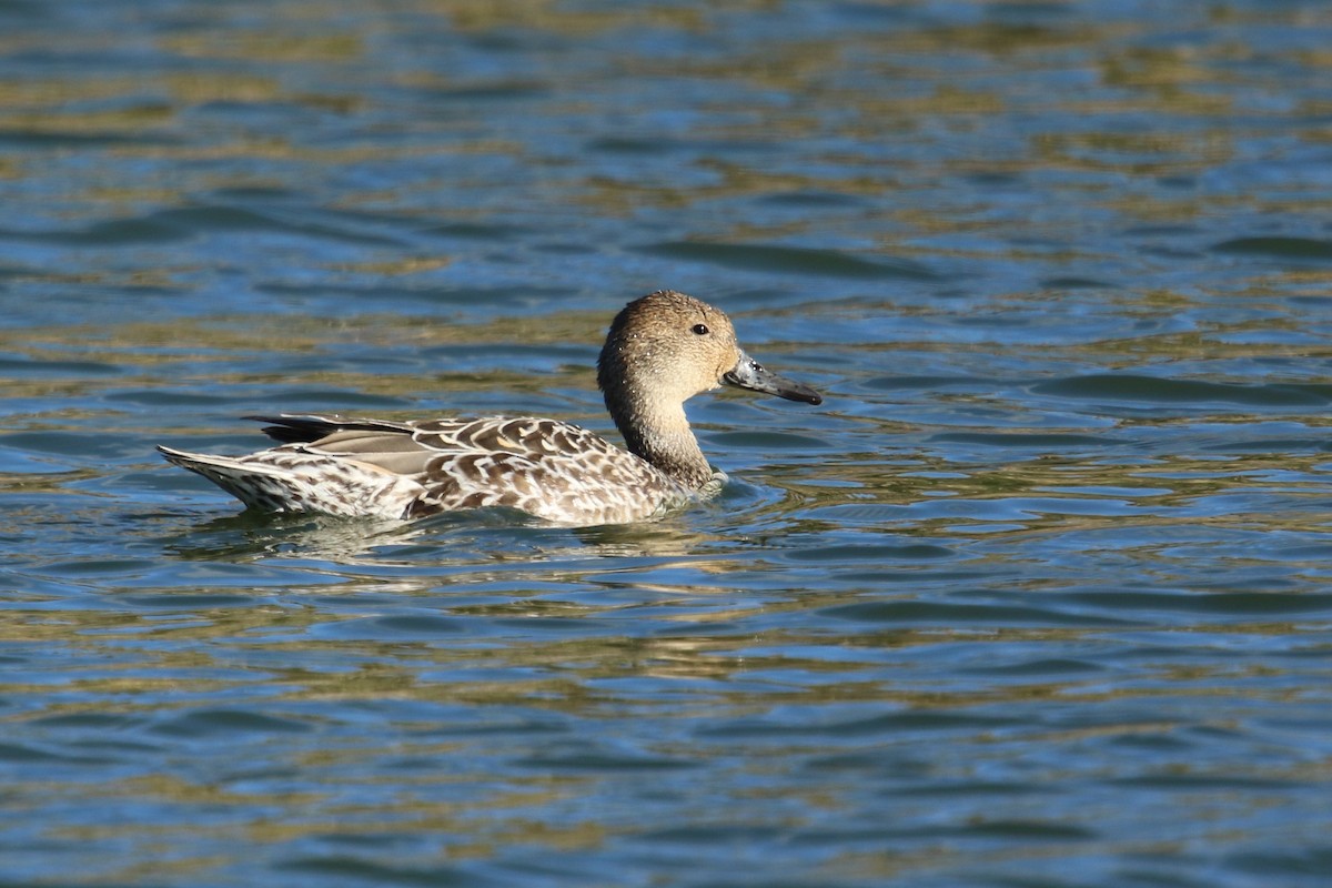 Northern Pintail - ML120744131