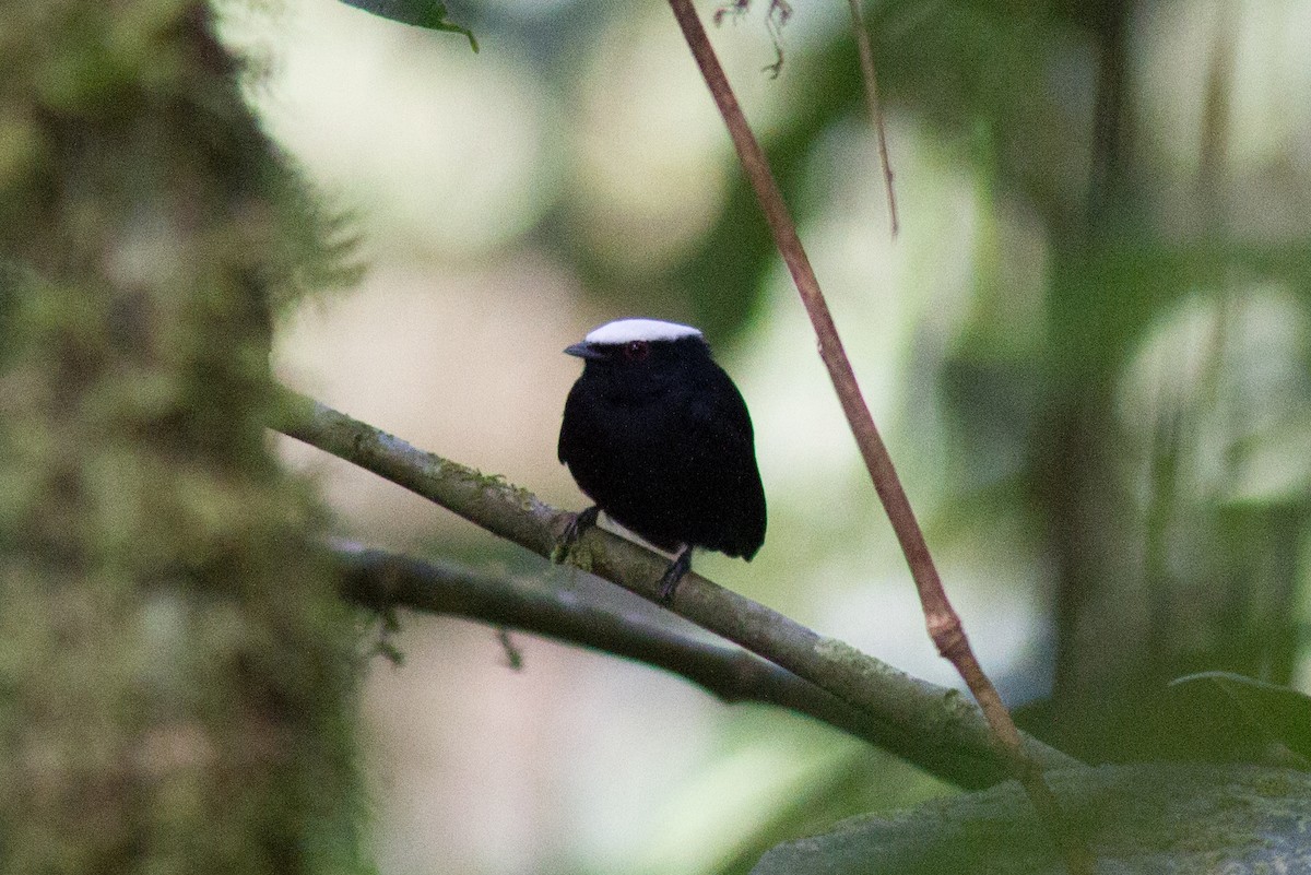 White-crowned Manakin - ML120745701