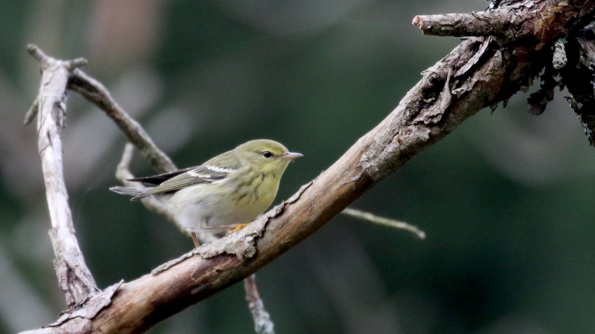 Blackpoll Warbler - ML120746181