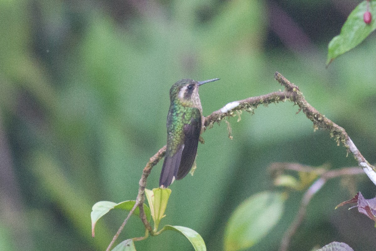 Speckled Hummingbird - ML120746201