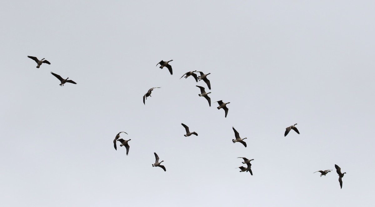 Canada Goose - Jay McGowan