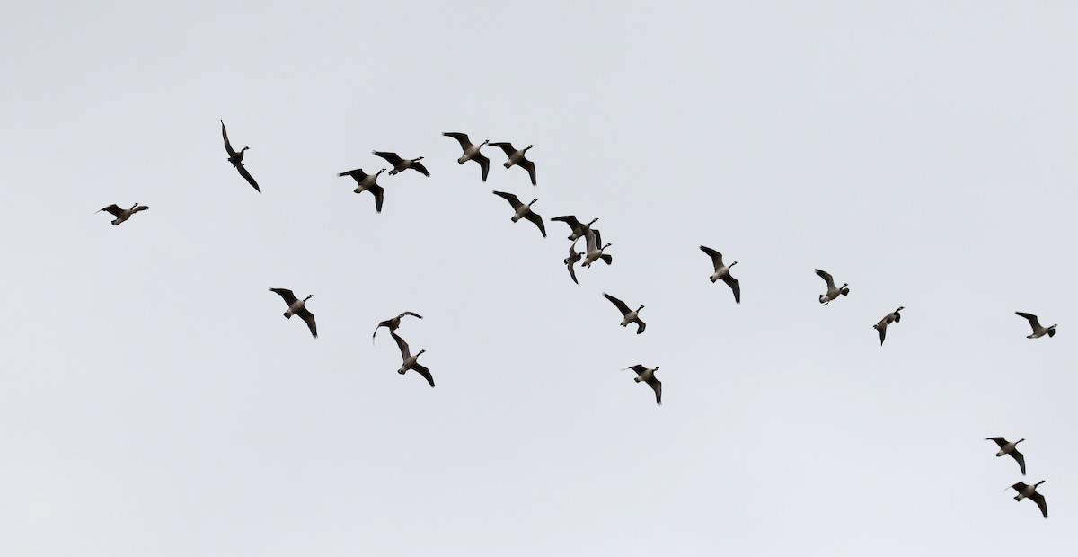 Canada Goose - Jay McGowan