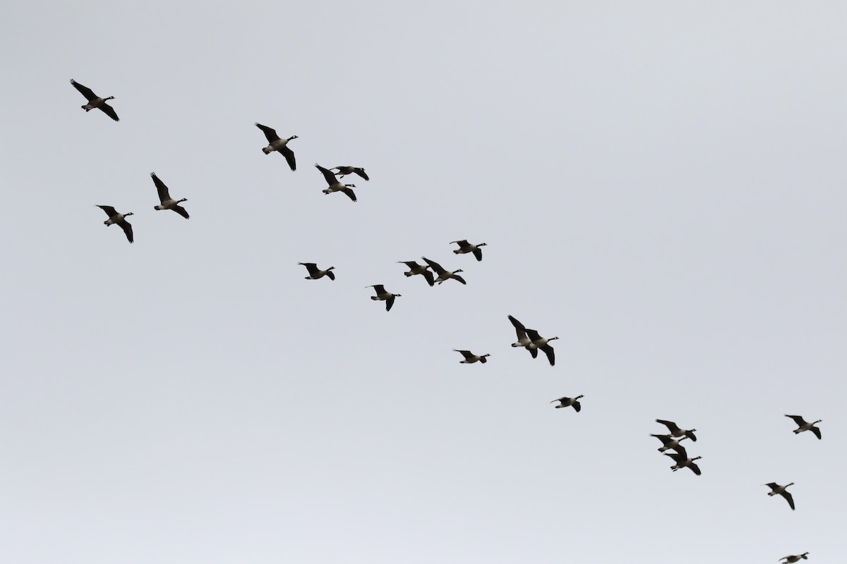 Canada Goose - Jay McGowan