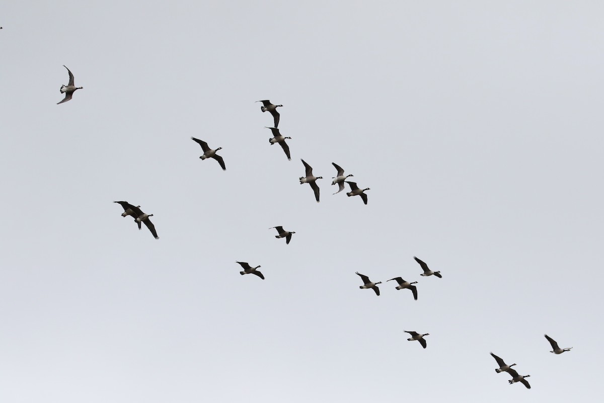 Canada Goose - Jay McGowan