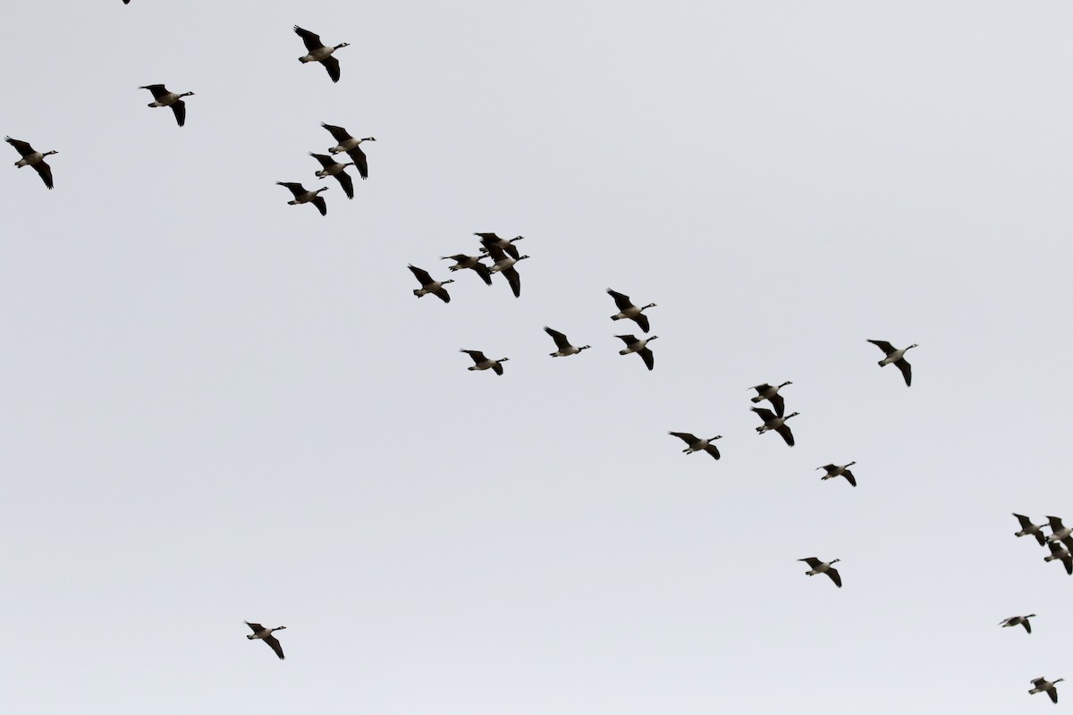 Canada Goose - Jay McGowan