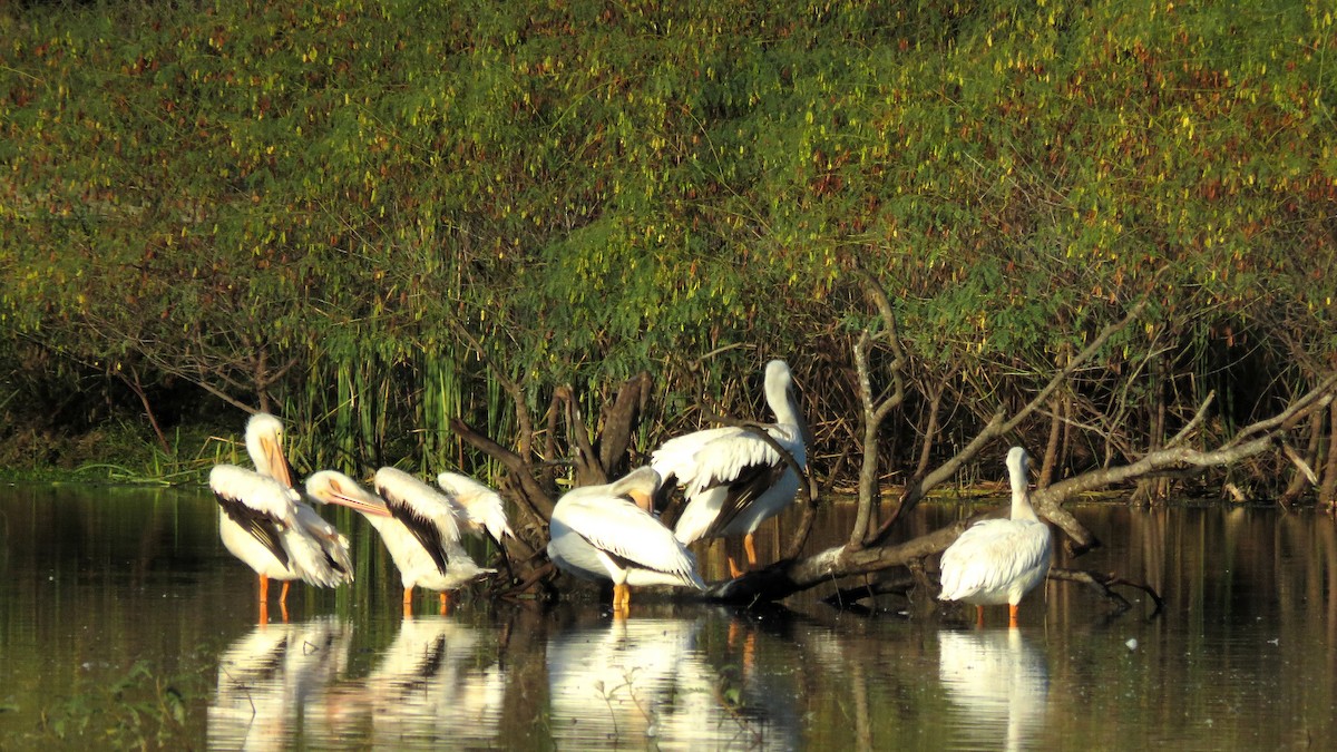 American White Pelican - Neil Diaz