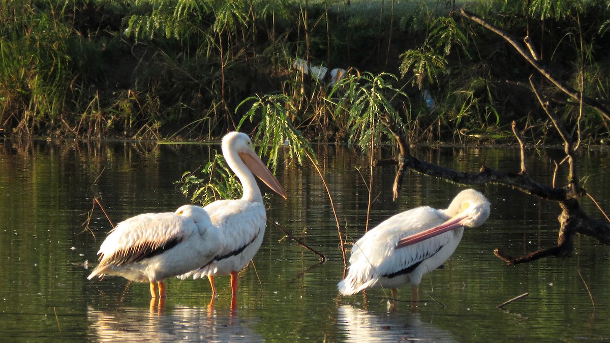 American White Pelican - Neil Diaz