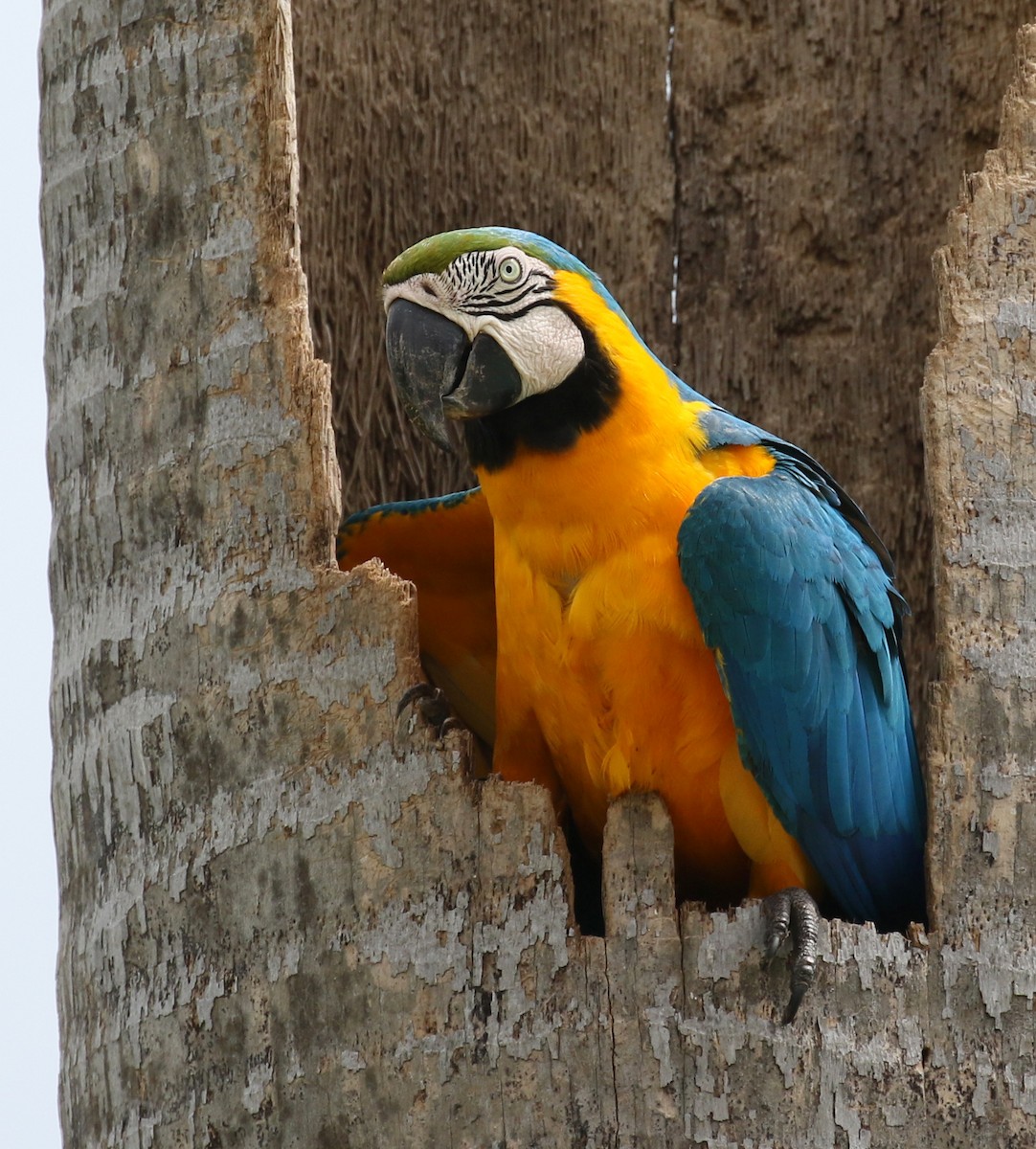 Blue-and-yellow Macaw - Matthew Grube