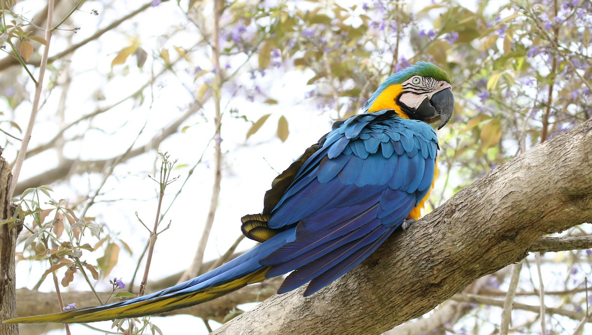 Blue-and-yellow Macaw - Matthew Grube