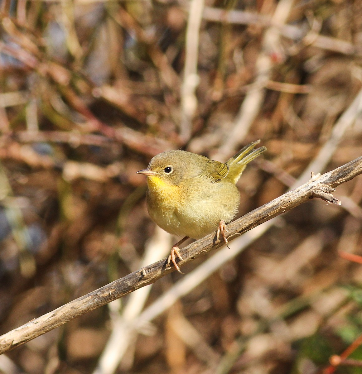 Common Yellowthroat - ML120749721