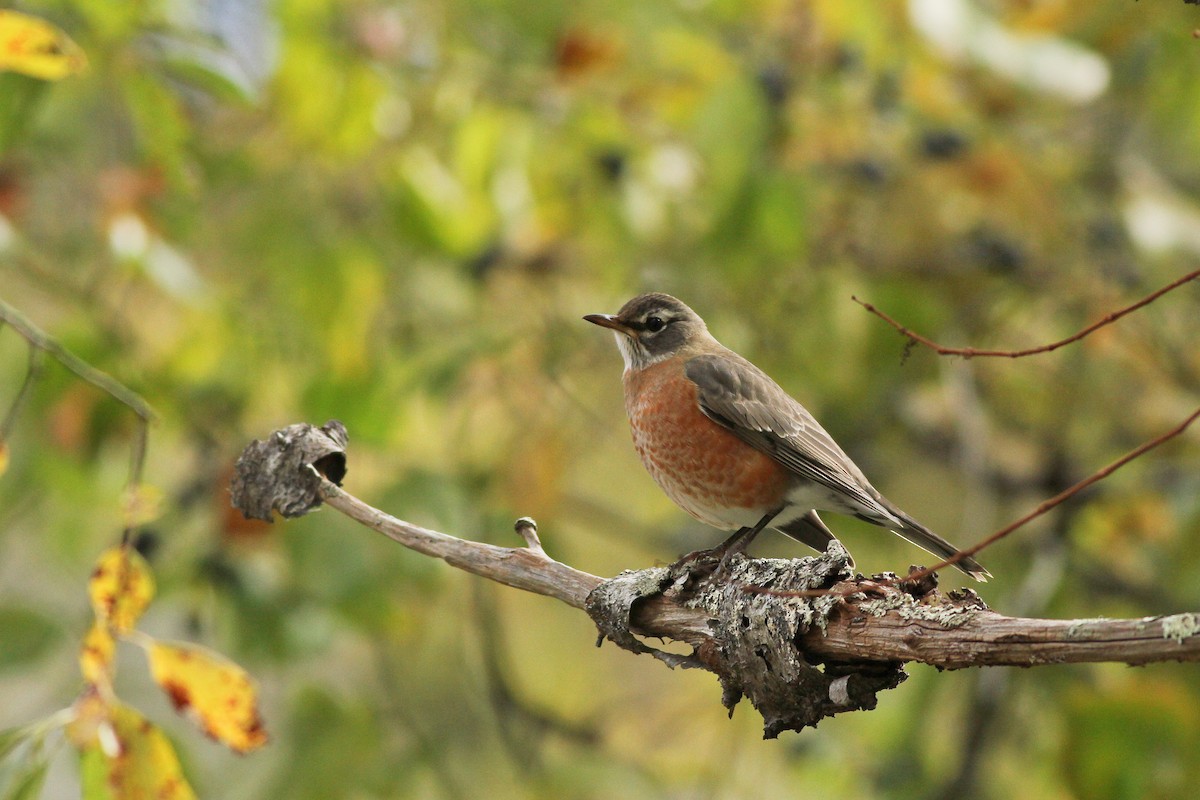 American Robin - ML120749891