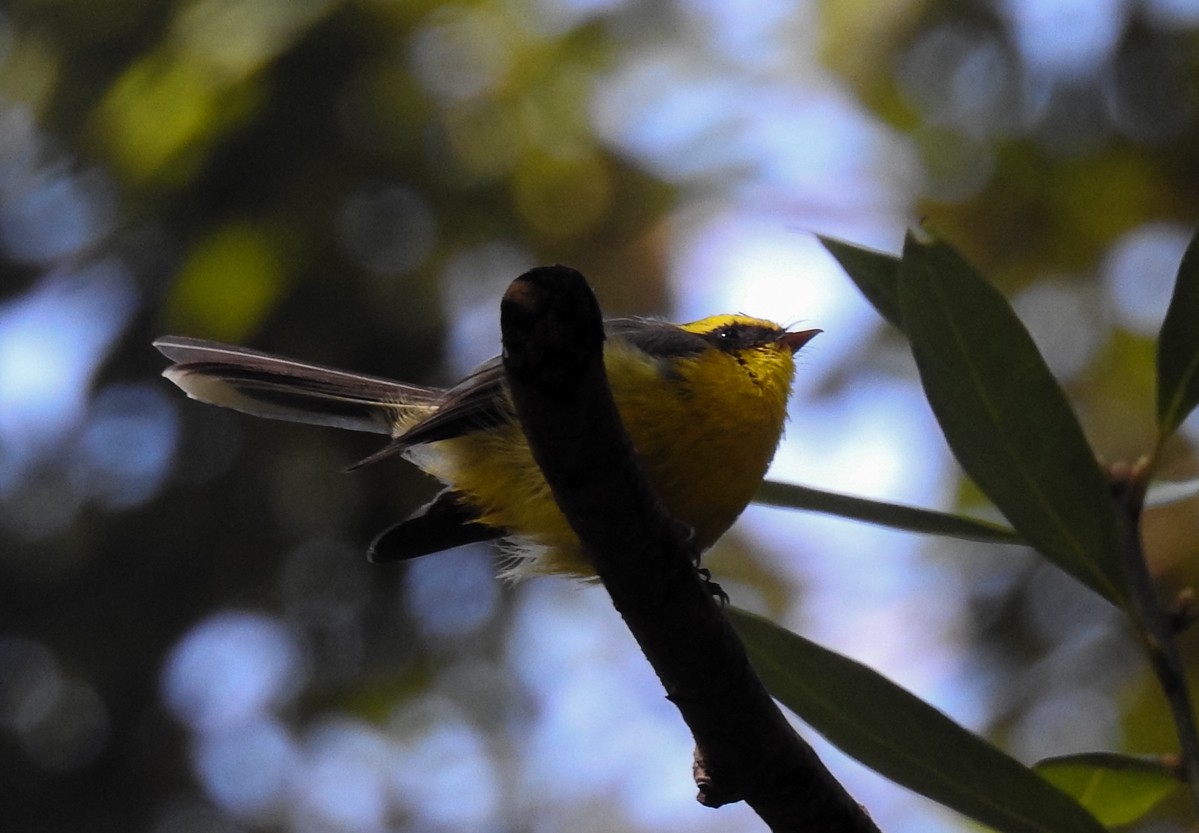 Yellow-bellied Fairy-Fantail - ML120752331