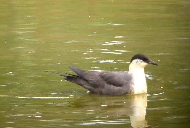 Long-tailed Jaeger - ML120752401