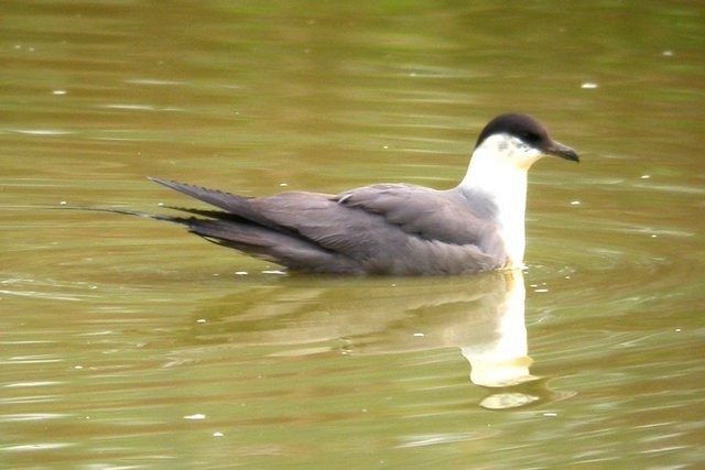 Long-tailed Jaeger - ML120752411