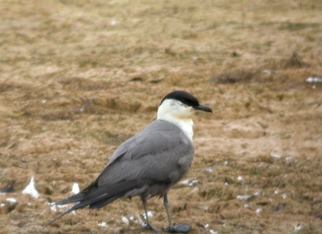 Long-tailed Jaeger - ML120752431