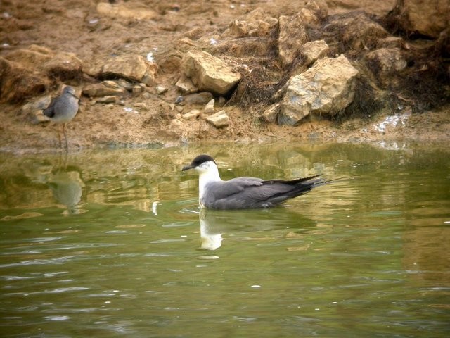 Long-tailed Jaeger - ML120752441