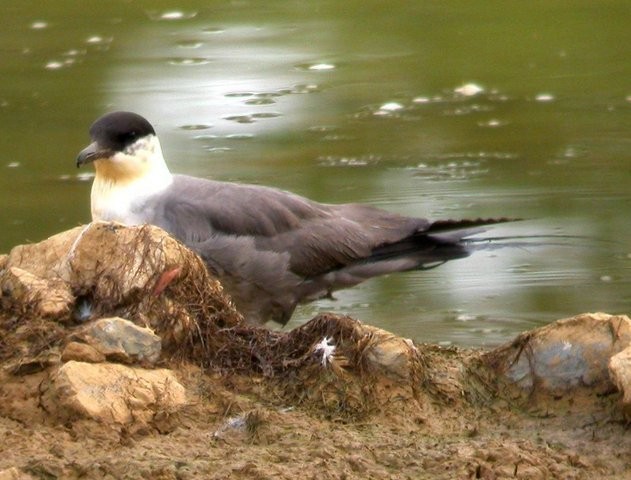 Long-tailed Jaeger - ML120752451