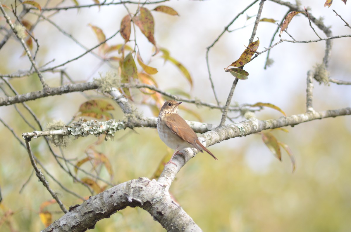 Hermit Thrush - Mike Sylvia