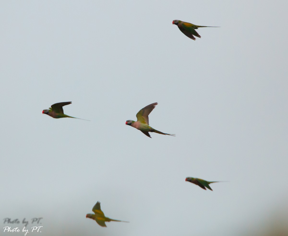 Red-breasted Parakeet - ML120755001