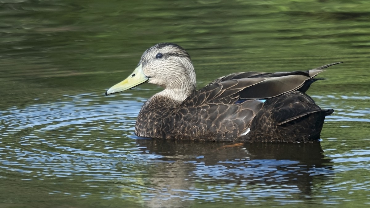 American Black Duck - Tim White