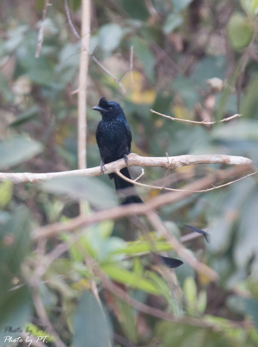 Greater Racket-tailed Drongo - ML120756641