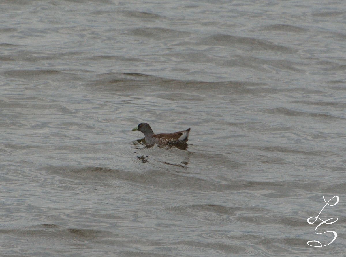 Spot-flanked Gallinule - ML120756841