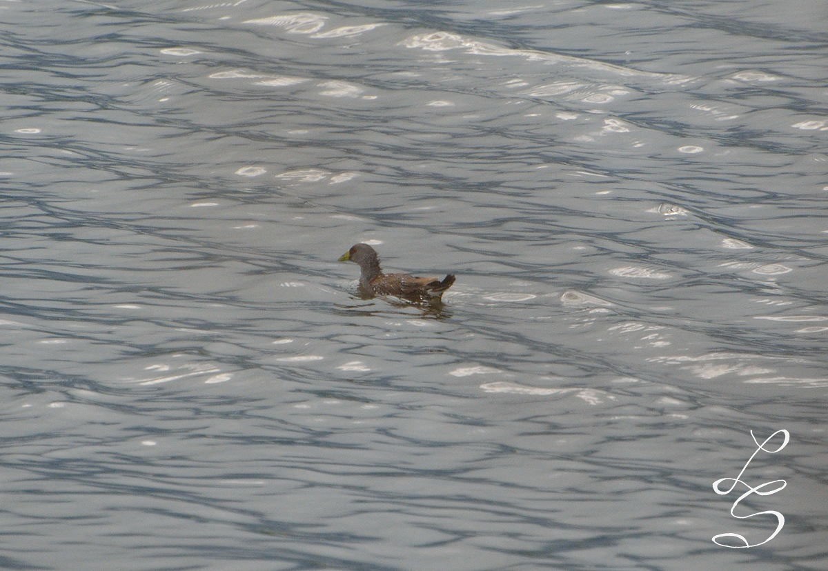 Gallinule à face noire - ML120756881