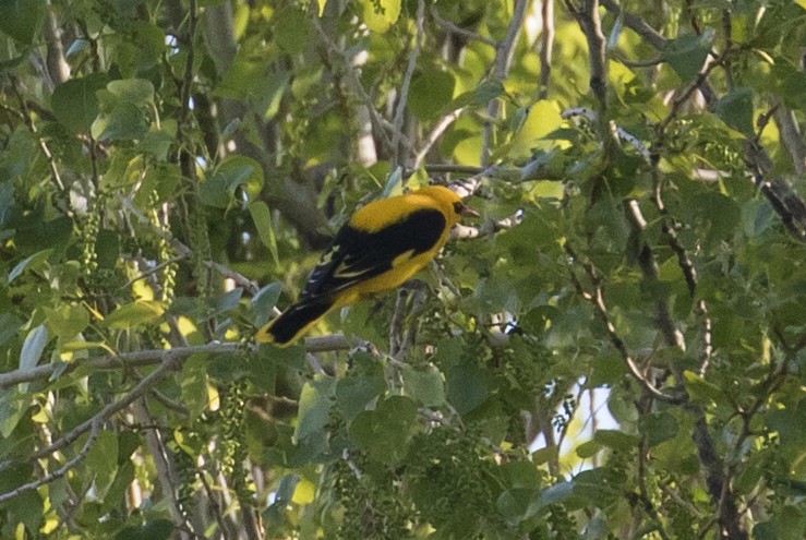 Indian Golden Oriole - James Kennerley