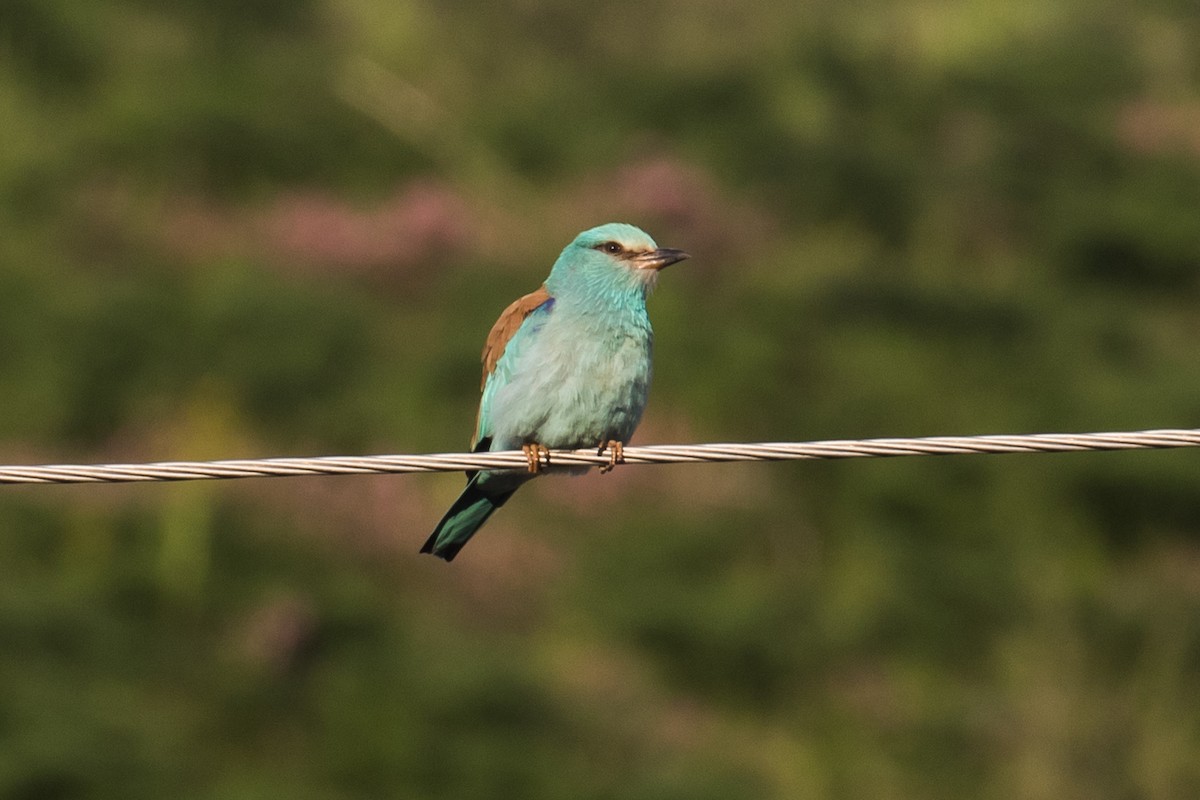 European Roller - James Kennerley