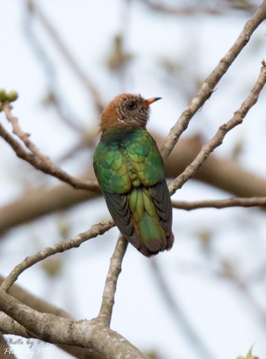 Asian Emerald Cuckoo - ML120757011