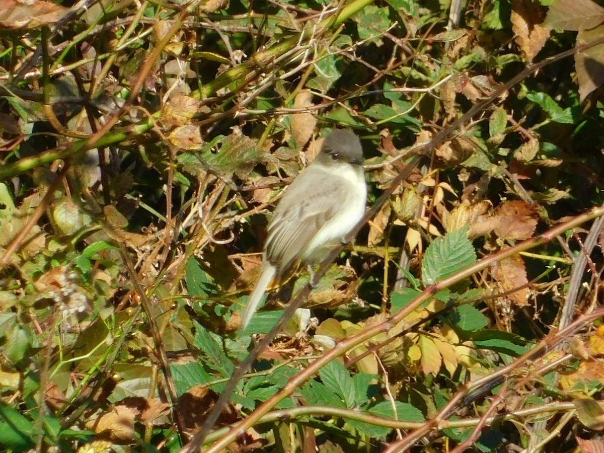 Eastern Phoebe - ML120757031