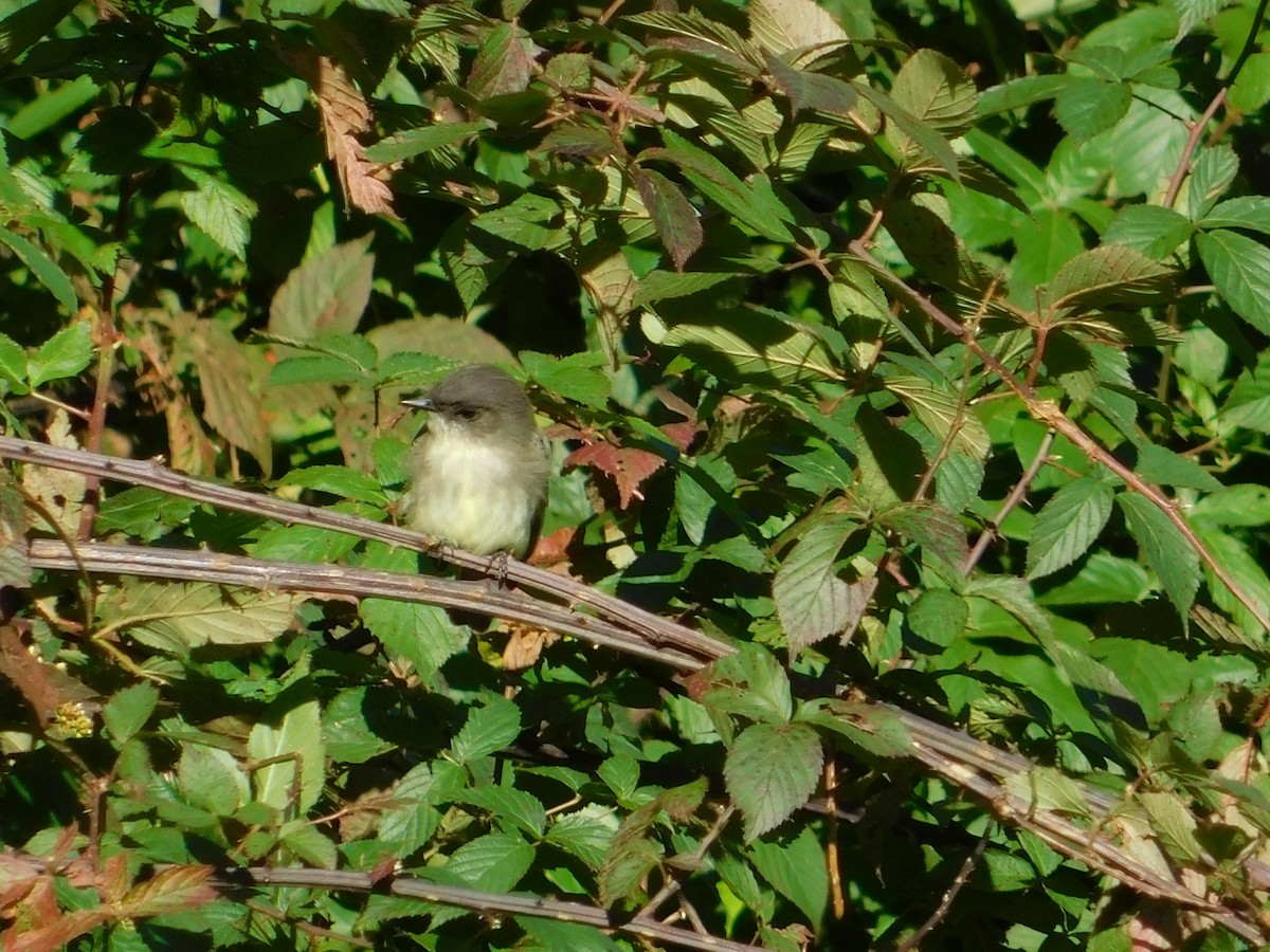 Eastern Phoebe - ML120757061