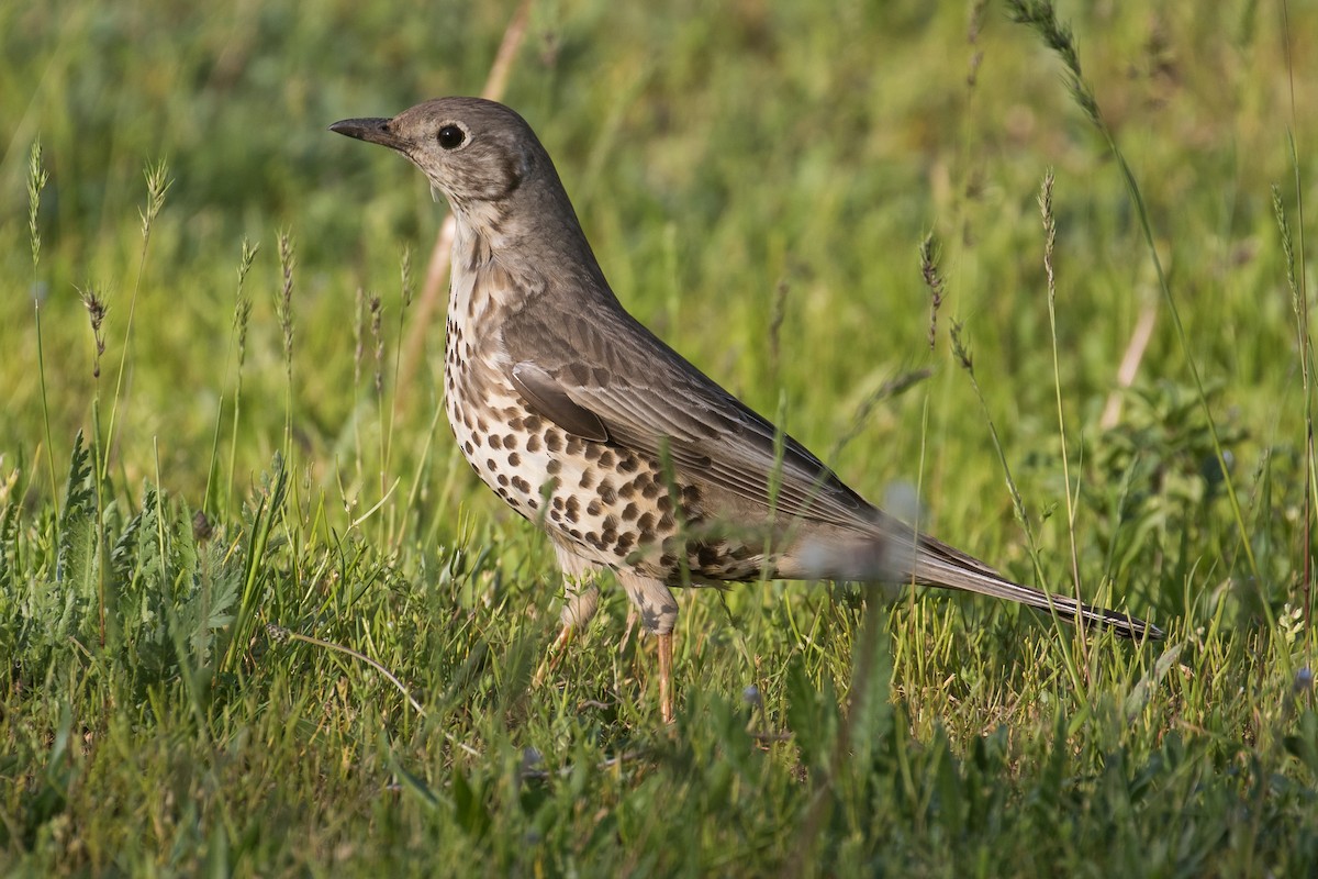 Mistle Thrush - James Kennerley