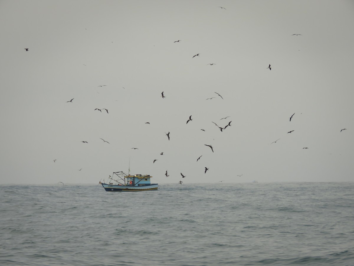 Magnificent Frigatebird - ML120757931