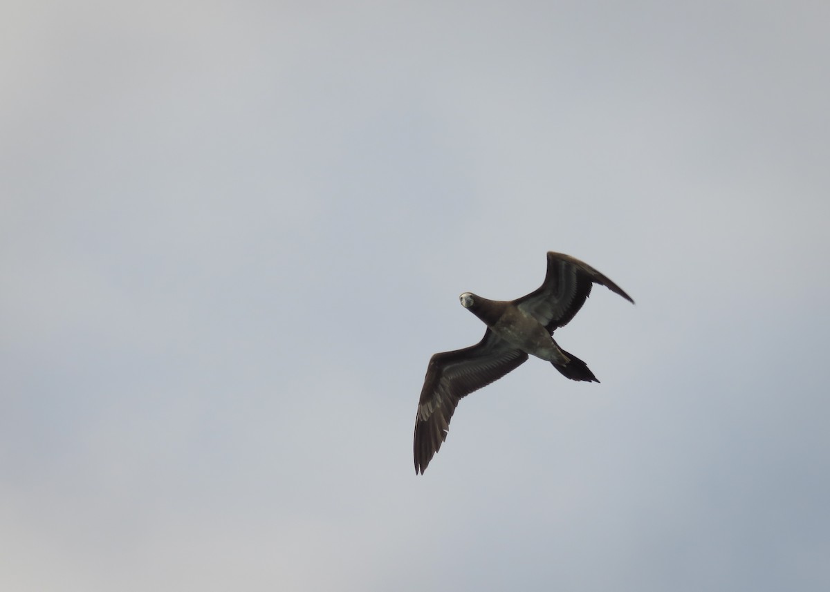 Brown Booby (Atlantic) - Arthur Gomes