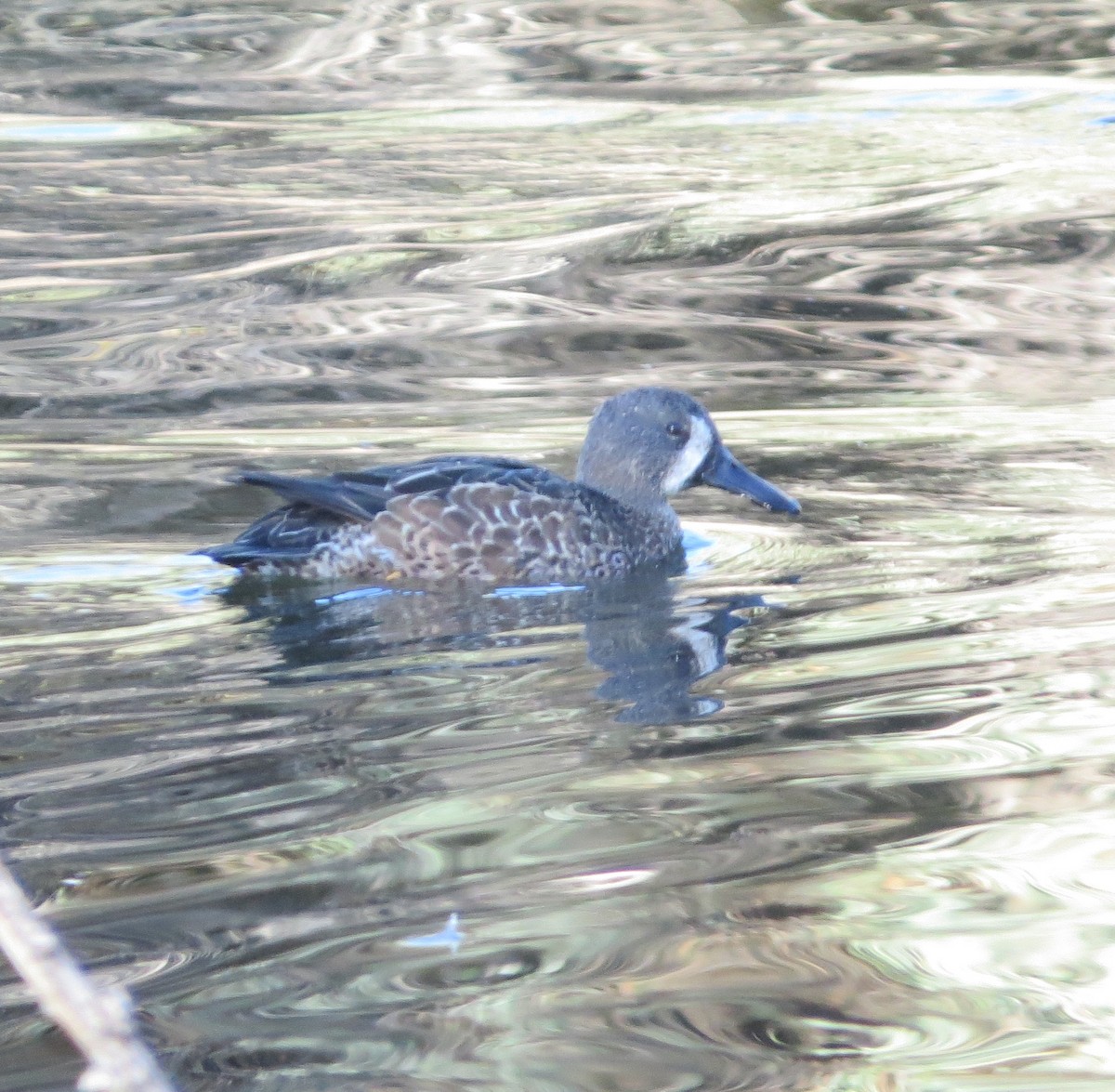 Blue-winged Teal - ML120758081