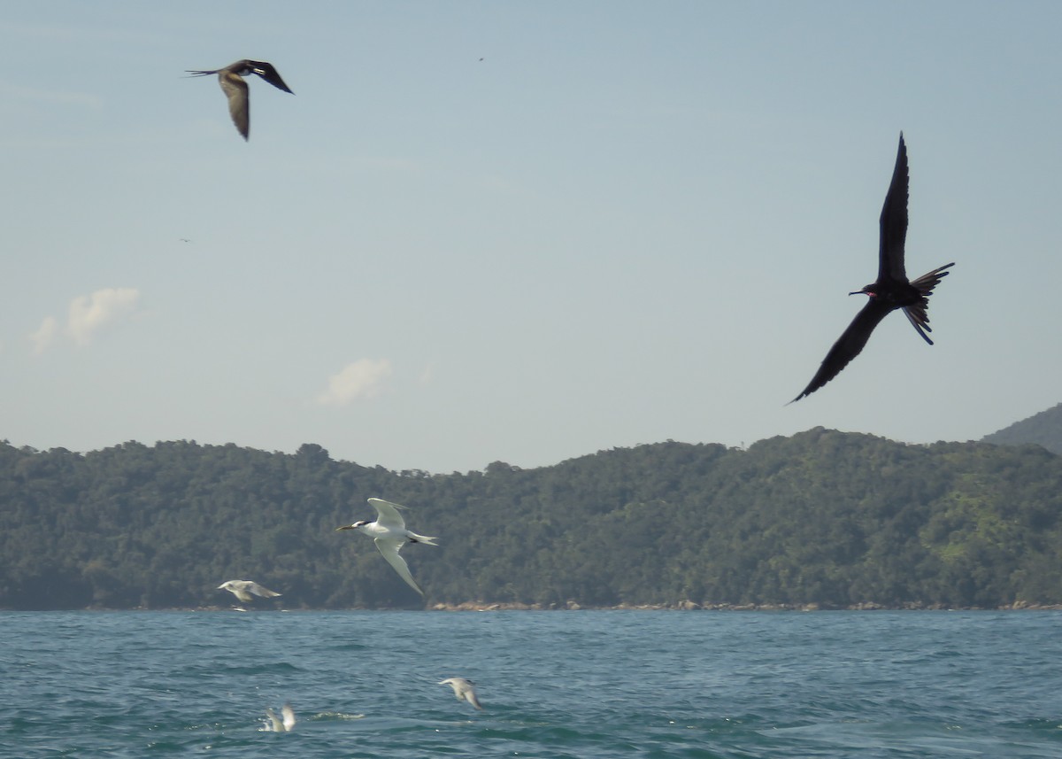 Magnificent Frigatebird - Arthur Gomes