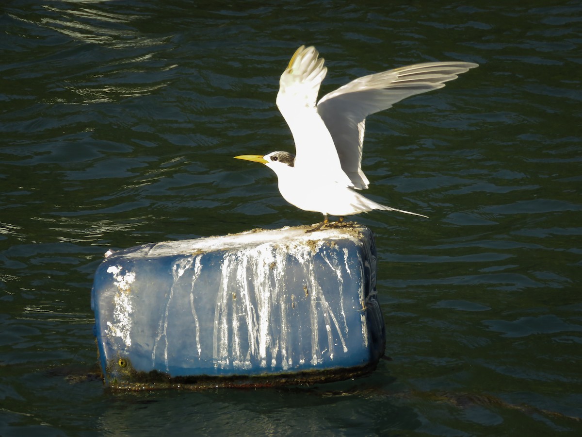 Sandwich Tern (Cayenne) - Arthur Gomes