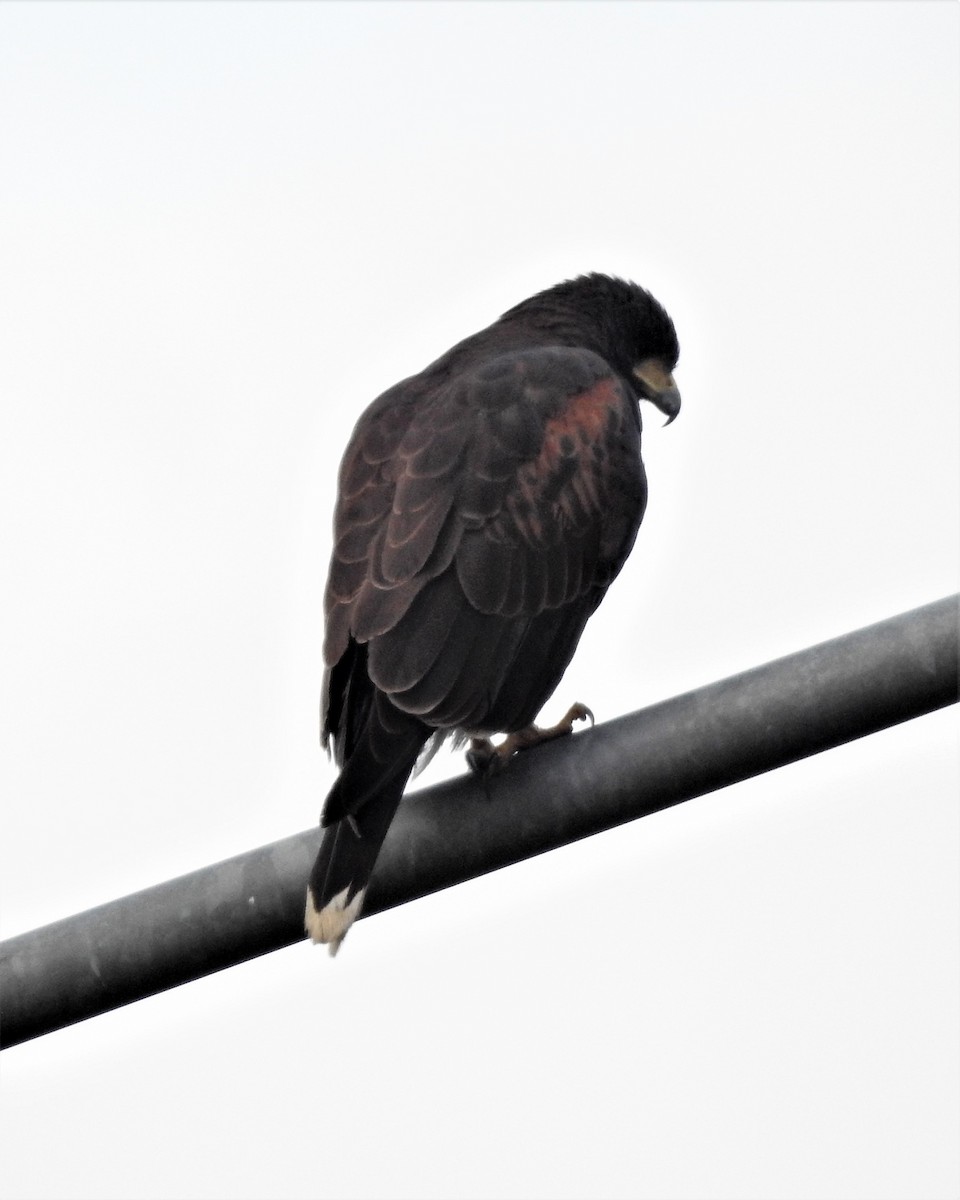 Harris's Hawk - ML120758831