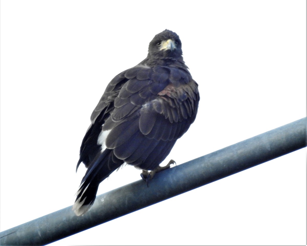 Harris's Hawk - ML120758901