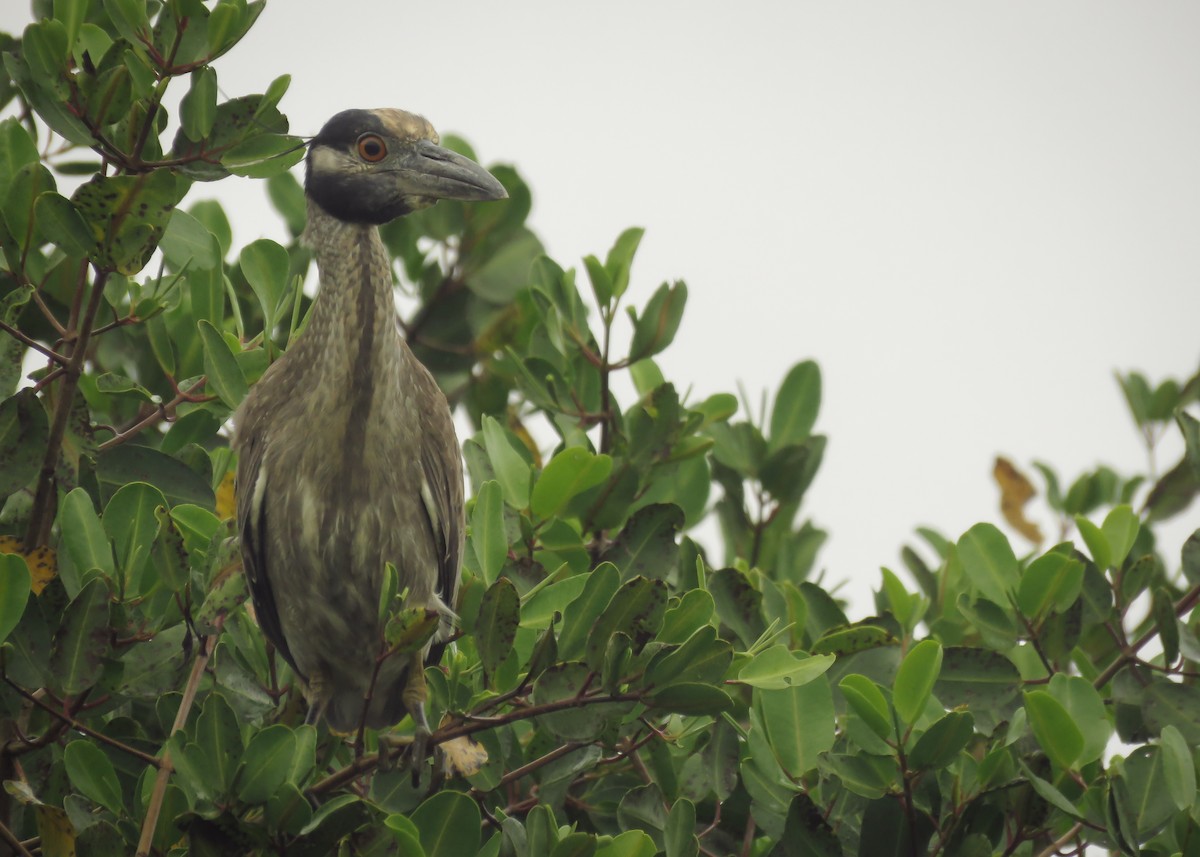 Yellow-crowned Night Heron (Yellow-crowned) - Arthur Gomes