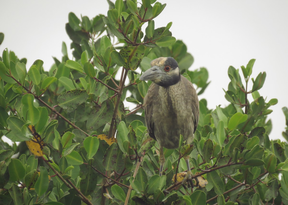 Yellow-crowned Night Heron (Yellow-crowned) - Arthur Gomes