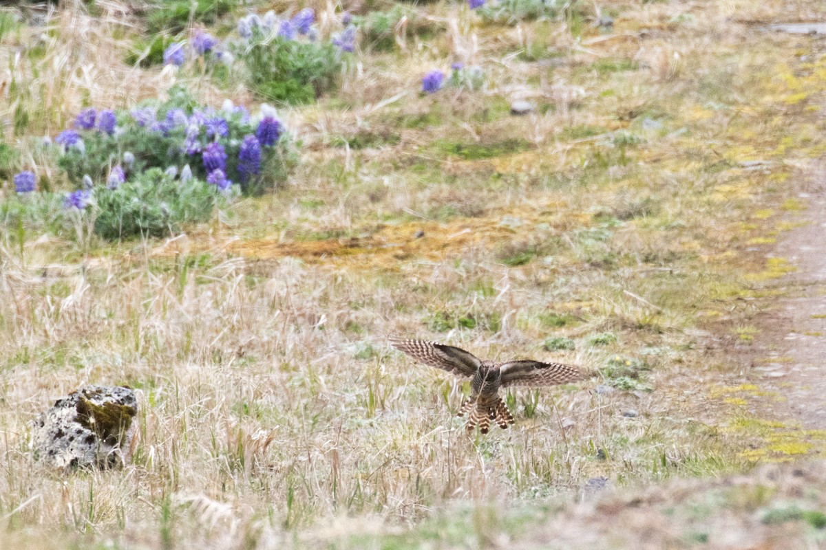 Oriental Cuckoo - Tom Feild