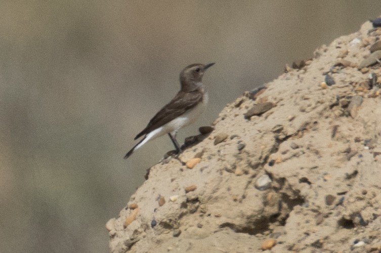 Variable Wheatear - ML120759461