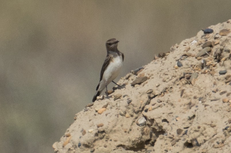 Variable Wheatear - ML120759511